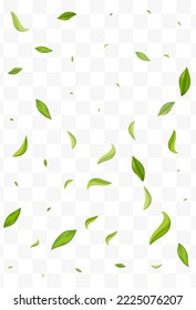 Lime Leaves Spring Vector Transparent Background Illustration. Tree Leaf Pattern. Mint Foliage Motion Template. Greens Fly Branch.