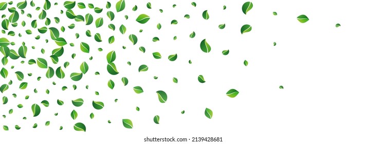 Lime Leaves Tea Vector Panoramic White Background. Herbal Foliage Plant. Grassy Greens Organic Backdrop. Leaf Blur Pattern.