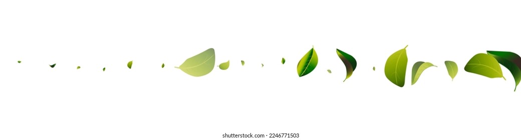 Lime Leaves Tea White Panoramic Vector Background Design. Spring Leaf Banner. Olive Foliage Motion Wallpaper. Greens Swirl Backdrop.