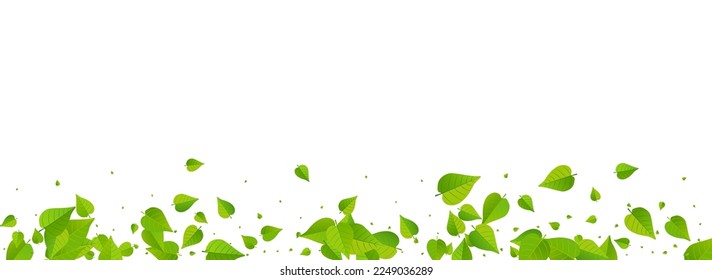 Lime Leaves Transparent Vector Panoramic White Background Pattern. Forest Greens Backdrop. Forest Foliage Organic Illustration. Leaf Falling Template.