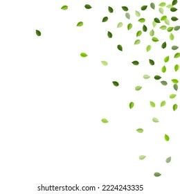 Lime Leaves Tree Vector Backdrop. Swirl Foliage Pattern. Grassy Greens Realistic Branch. Leaf Abstract Banner.