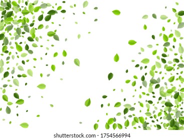 Lime Deja El Borde Del Vector Del Árbol. Plantilla de Verdes Transparentes. Diseño Ecológico de Foliage Verde. Cartel de Flying de hojas.