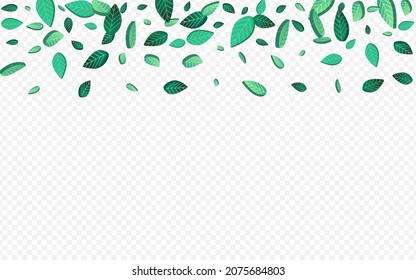 Lime Leaves Tree Vector Transparent Background Border. Organic Leaf Background. Grassy Foliage Wind Poster. Greens Swirl Banner.