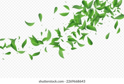 Lime Leaves Tree Vector Transparent Background Concept. Spring Foliage Pattern. Grassy Leaf Motion Branch. Greens Falling Template.