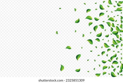 Lime Leaves Tree Vector Transparent Background. Realistic Leaf Branch. Grassy Foliage Fresh Wallpaper. Greens Ecology Template.