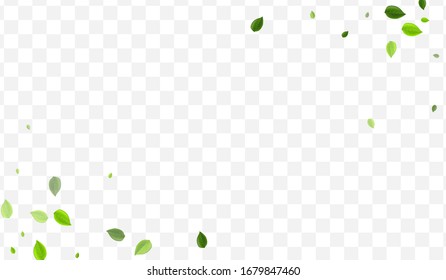 Lime Leaves Vector Design. Olive Greens Flying Pattern. Motion Poster. Mint Foliage Transparent Backdrop.