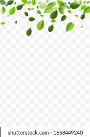 Lime Leaves Vector Poster. Mint Greens Fresh Banner. Falling Border. Forest Leaf Flying Pattern.