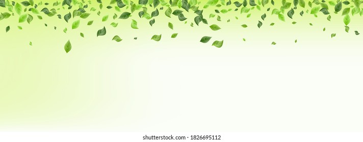 Lime Leaves Wind Vector Green Background Banner. Tea Foliage Pattern. Grassy Leaf Ecology Poster. Greenery Fresh Branch.