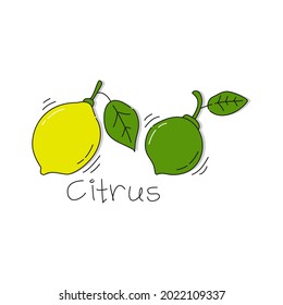 Lime and lemon fruit on white background. Cartoon sketch graphic design. Doodle style with black contour line. Hand drawn image with text signature. Healthy food. Freehand drawing style. Vector.
