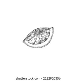Lime or lemon quarter segment piece, hand drawn engraving vector illustration isolated on white background. Citrus fruit chunk for food packs and menu design.
