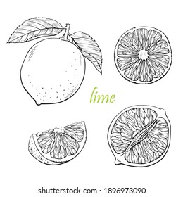 Lime Lemon Vector Set. Hand Drawn Line Graphic Elements,black And White Sketch. Illustration For Menu,drinks, Packege