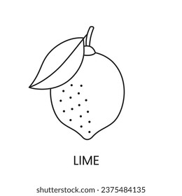 Lime line icon in vector, citrus fruit illustration