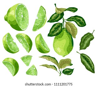 Lime parts set with lime fruit on the branch, leaves, half of a fruit and its slices in realistic graphic vector illustration in brght colors