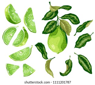 Lime parts set with lime fruit on the branch, leaves, half of a fruit and its slices in realistic graphic vector illustration in brght colors