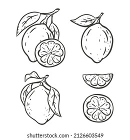 Lime set. Ink sketch of citrus. Single fruit with leaf, cut, slice. Black linear clipart, element for farm product packaging. Graphic isolated vector illustration, white background