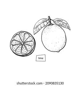 Lime set in sketch style on black background. Vector vintage engraving. Green color. Line drawing.