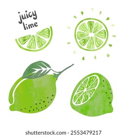 Lime set. Vector watercolor collection of fresh lime fruits