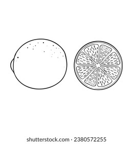 lime sketch of fruit drawn in vector, picture for decorating a fruit shop