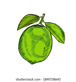 Lime sketch Isolated on white background. Hand drawn engraved vector illustration. Retro style.
