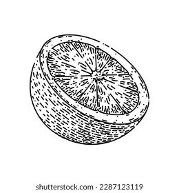 lime slice citrus hand drawn. green fruit, lemon half, cut juicy, wedge set, food vector lime slice citrus vector sketch. isolated black illustration