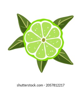 Lime slice with leaves on a white background. Vector illustration