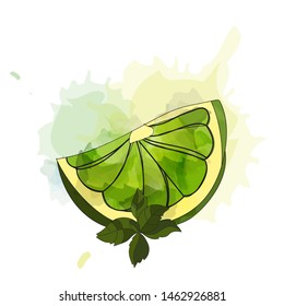 Lime slice with mint leaf vector illustration. Green lime and mint.