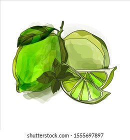 Lime and lime slice with mint leaf vector illustration. Green lime and mint. Lime watercolor. 