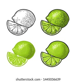 Lime slice and whole. Isolated on white background. Vector black and color vintage engraving and flat illustration. Hand drawn design element for label and poster