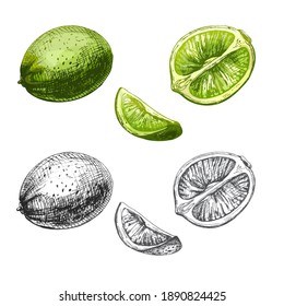 Lime slice and whole. Vector vintage hatching color illustration. Isolated on white background. Hand drawn design
