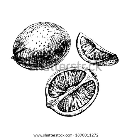 Lime slice and whole. Vector vintage hatching black illustration. Isolated on white background. Hand drawn design