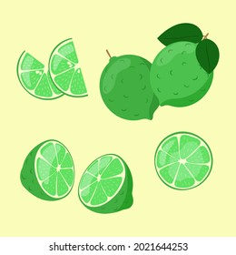 Lime slices in cut isolated. Citrus fruit whole and sliced. Vector illustration.