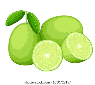 Lime and slices of limes. Vector illustration of limes. Vector illustration for decorative poster, emblem natural product, farmers market. Website page and mobile app design.