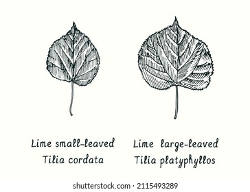 Lime small-leaved (Tilia cordata) leaf and Large-leaved Lime (Tilia platyphyllos) leaf. Ink black and white doodle drawing in woodcut style.. Ink black and white doodle drawing in woodcut style.