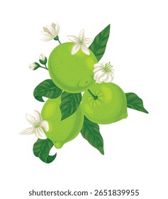 Ramo de árvore de lima exibindo frutos maduros ao lado de flores brancas floridas, folhas vibrantes e crescimento em brotos, ilustrando o desenvolvimento natural deste citrino refrescante