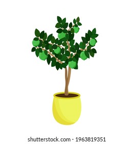Lime tree in yellow pot isolated on a white background. Citrus green houseplant grows at home. Vector illustration.