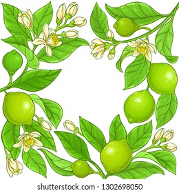 lime vector frame