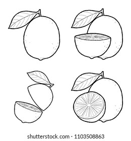 Lime Vector Illustration Hand Drawn Fruit Cartoon Art