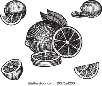 Lime, vector illustration. Vintage graphics and handwork. Drawing with an ink pen and pencil. The lime, half lime, slices and rings. A collection of fruits and berries.