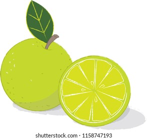 Lime vector isolated on white background,vector,isolate.