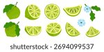 Lime Vector Set. Hand-drawn Citrus Slices and Leaves, Green sketch illustration of fruits isolated on a white background