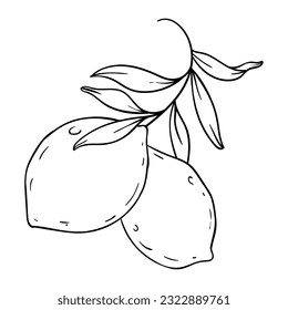 Lime vector. Suitable for fruits or drinks icon, sign or symbol.