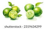 Lime, watercolor painting style illustration. Vector set.