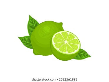 Lime whole and half with green leaves. Vector cartoon illustration of fresh citrus fruit.