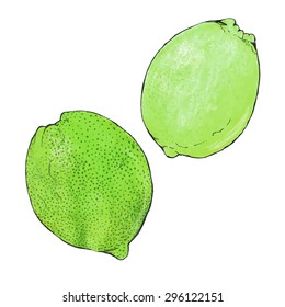 Limes or lemons. Hand-drawn fruits. Real watercolor drawing. Vector illustration. Traced painting