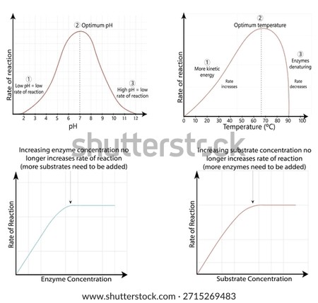 the limiting factors of enzyme activity. The charts display the bell curves for optimum pH and temperature (denaturation), and the saturation curves for enzyme and substrate concentration,
