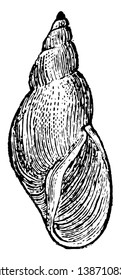 Limnaea Elodes is a common snail of stagnant ponds, vintage line drawing or engraving illustration.