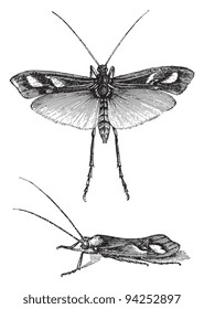 Limnophilus rhombicus / vintage illustration from Meyers Konversations-Lexikon 1897