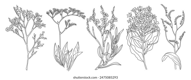 Limonium flowers set. Outlined Statice floral plants with blooms. Vintage botanical drawing of Sea-Lavender. Blossomed Caspia. Hand-drawn vector illustrations isolated on white background.