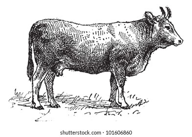Limousin cattle breed, vintage engraved illustration. Dictionary of words and things - Larive and Fleury - 1895.