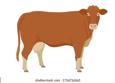 Limousin cow  Breeds of domestic cattle Flat vector illustration Isolated object on white background set